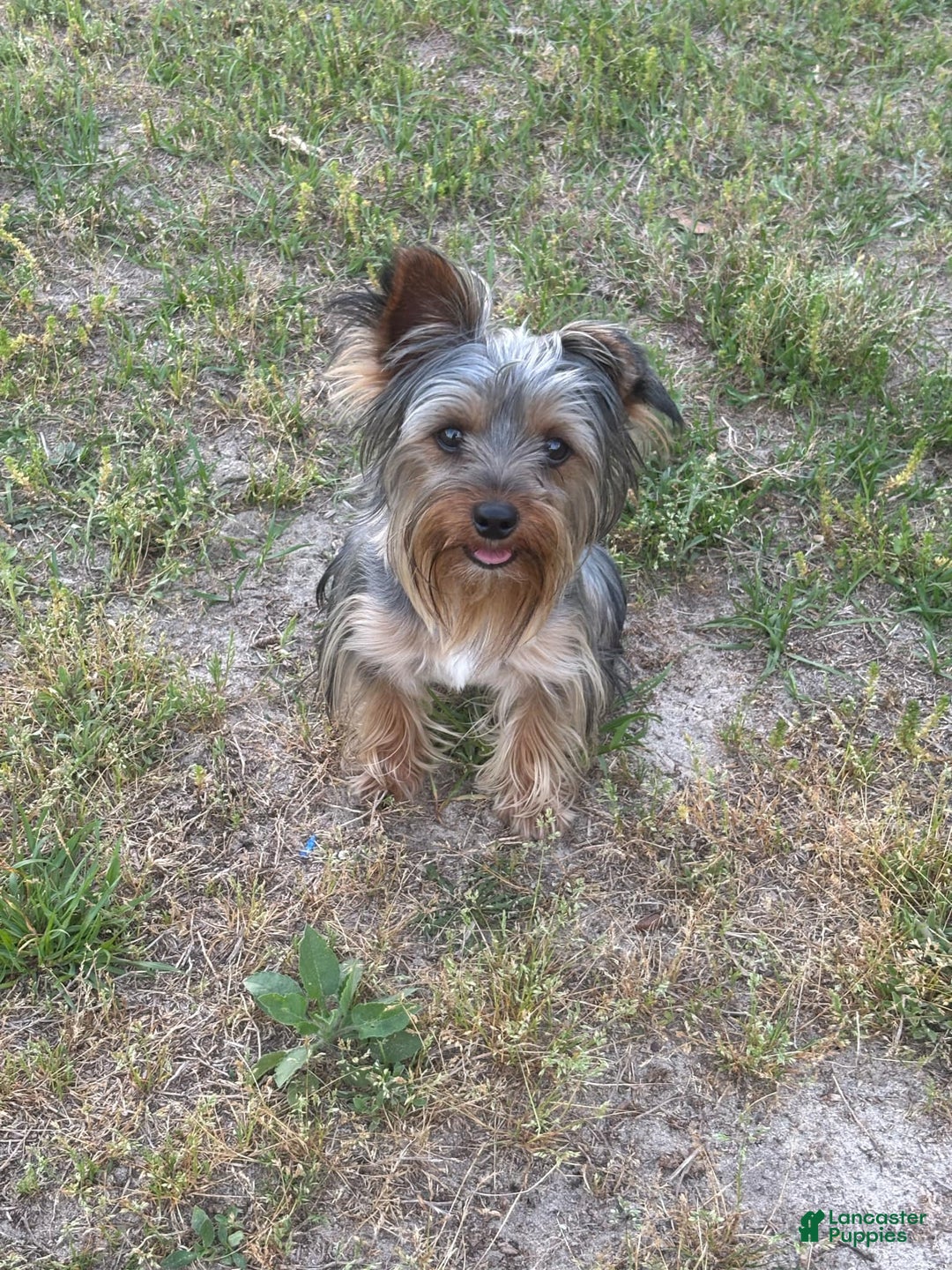 Morkie dogs for sale: Morkie - Image 6