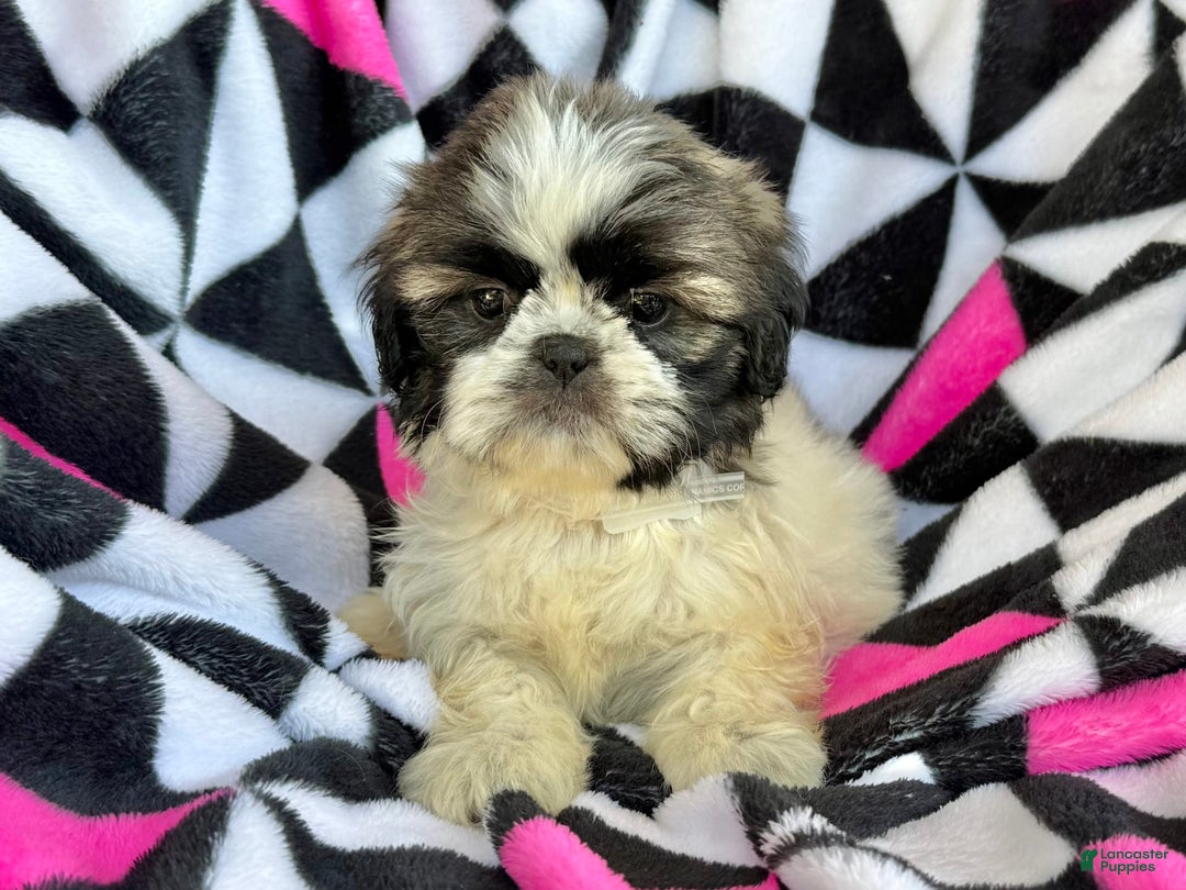 Shih Tzu dogs for sale: Mopsy - Image 6