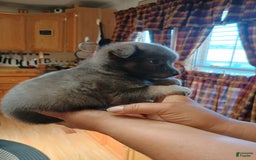 Chihuahua dogs for sale: Rocky Silver Blue - Image 5