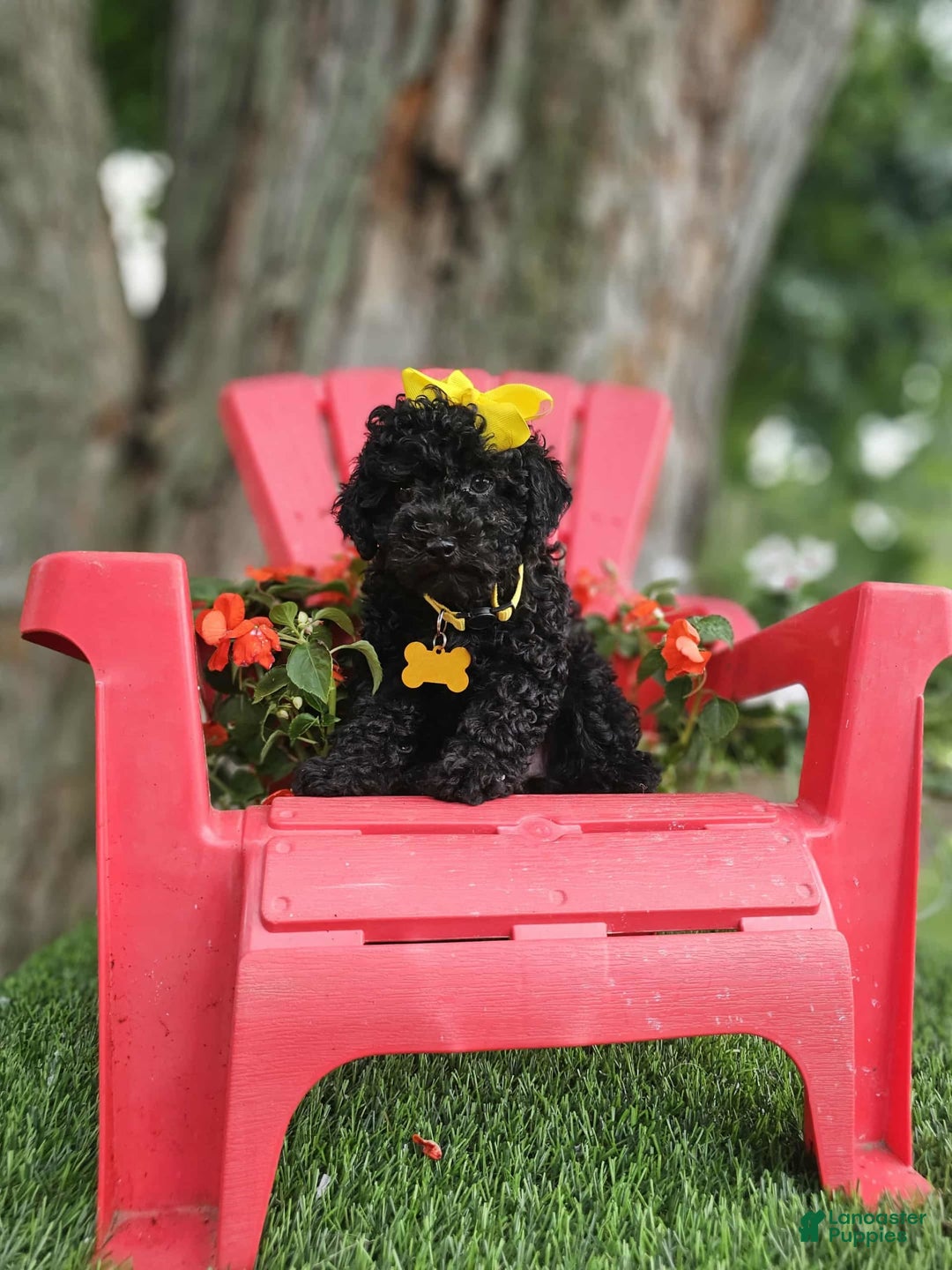 Toy Poodle dogs for sale: Black Betty - Image 4