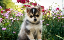 Pomsky dogs for sale: Fira - Image 1