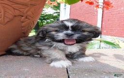 Shih Tzu dogs for sale: Max - Image 9