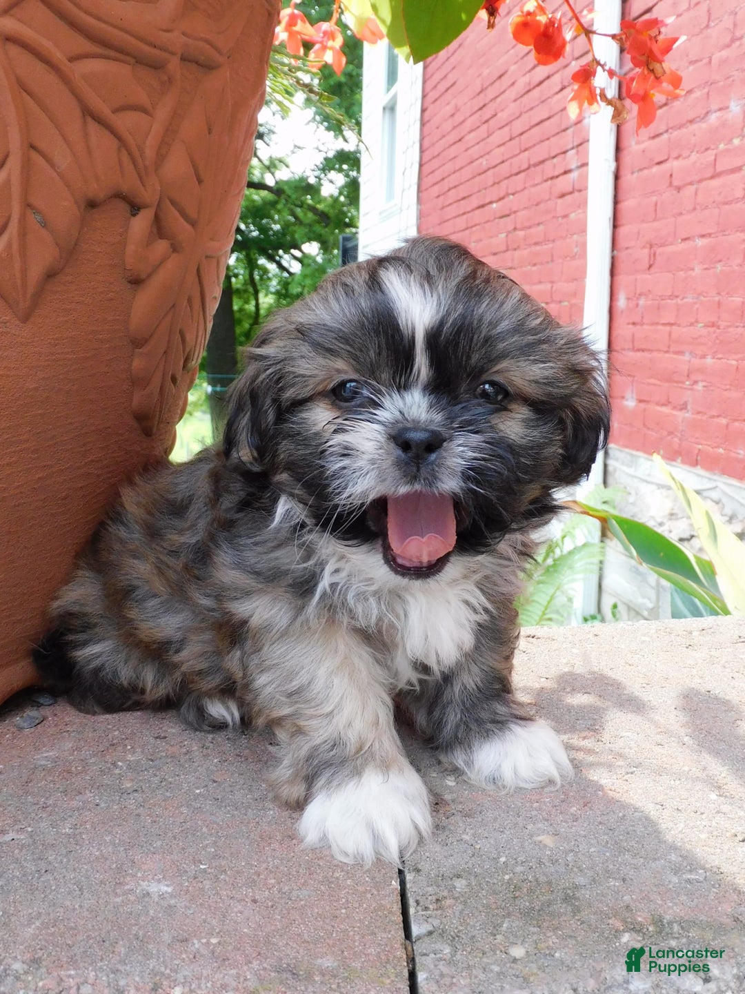 Shih Tzu dogs for sale: Max - Image 9
