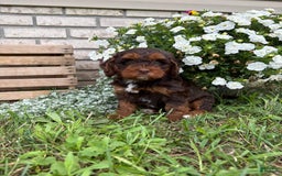 Beagle dogs for sale: Chester - Image 2