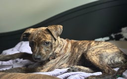 American Pit Bull Terrier dogs for sale: Simea - Image 4