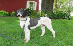 Standard Poodle dogs for sale: Max - Image 6
