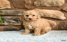 Miniature Poodle dogs for sale: Barbie - Image 3