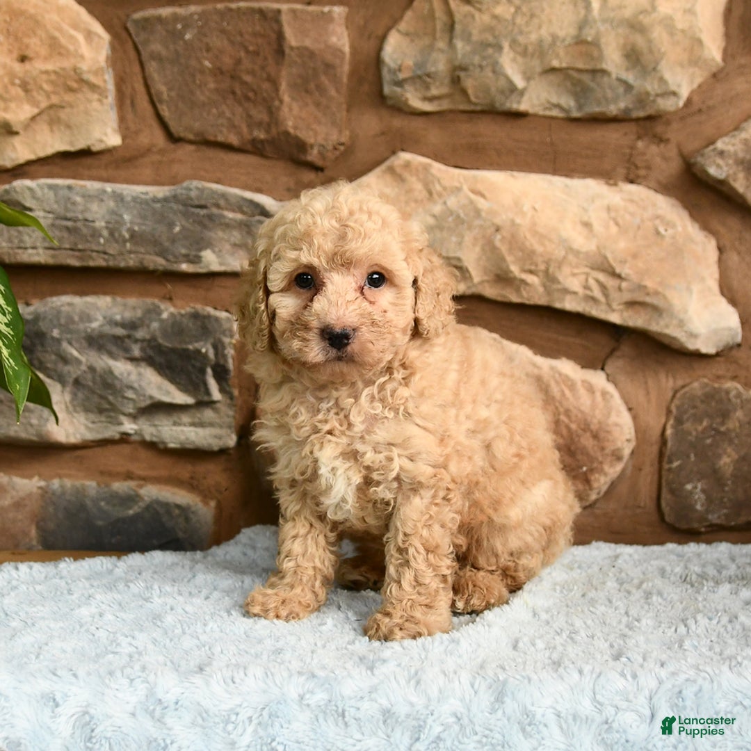 Miniature Poodle dogs for sale: Barbie - Image 3