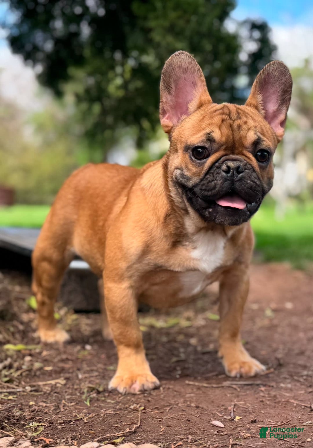 French Bulldog dogs for sale: Male Puppy 1 - Image 1