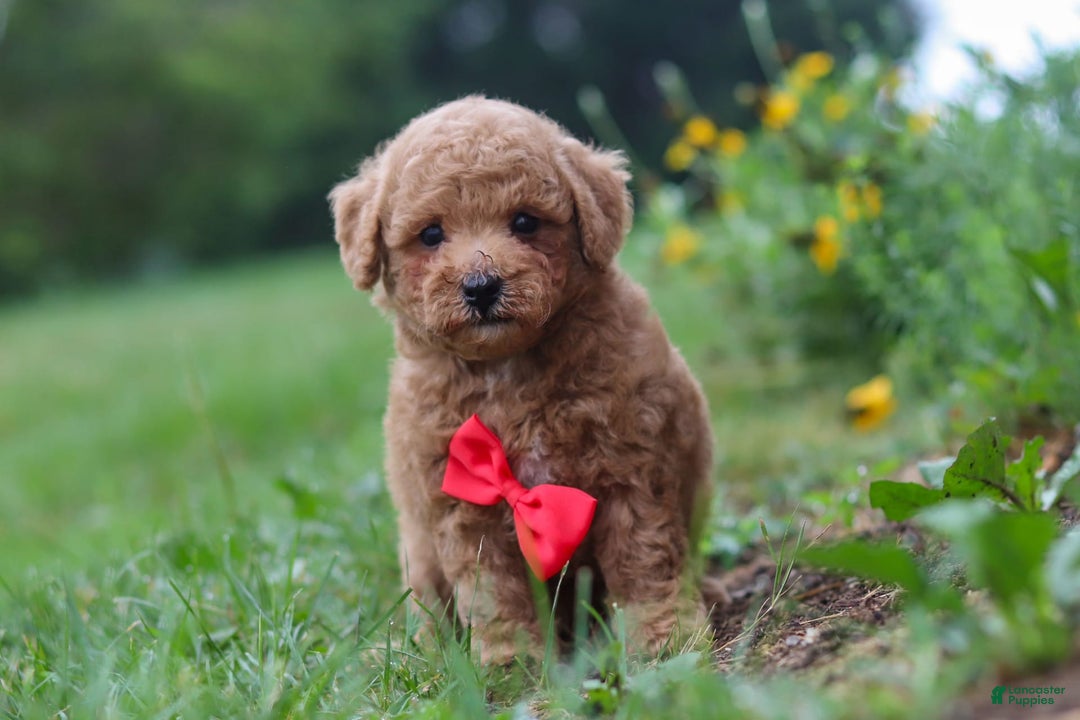 Maltipoo dogs for sale: Shiloh - Image 14