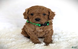Cavapoo dogs for sale: Dusty - Image 5