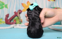 Mini Bernedoodle dogs for sale: Alice - Image 6