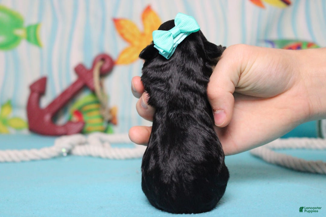 Mini Bernedoodle dogs for sale: Alice - Image 6