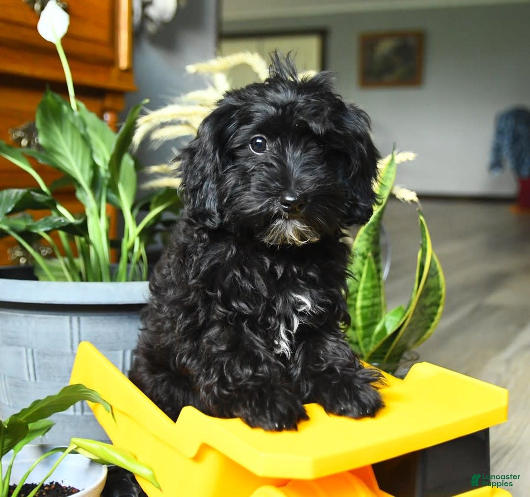 Havapoo dogs for sale: House Raised Billy - Image 10