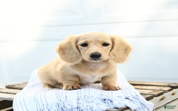 Dachshund dogs for sale: Bentley - Image 1