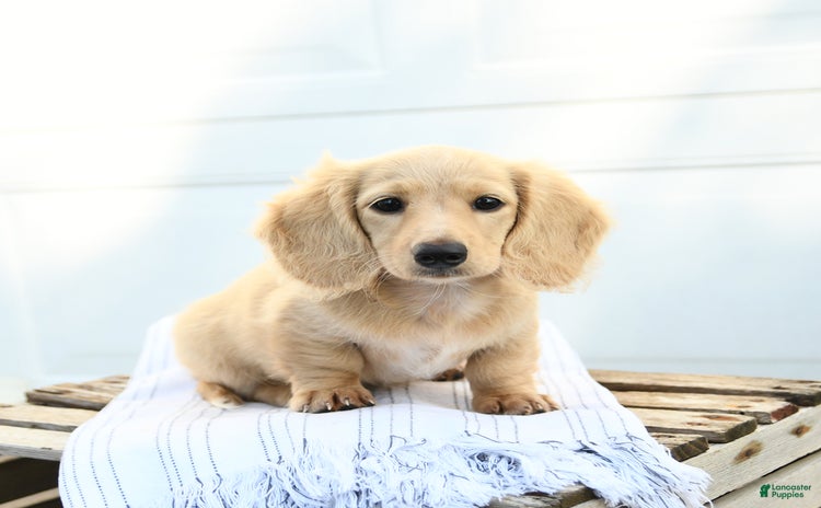 Dachshund dogs for sale - Ad 3