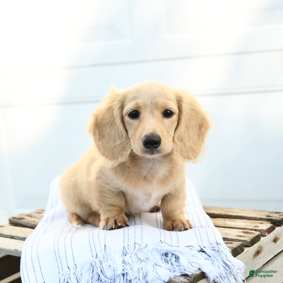 Dachshund dogs for sale: Bentley - Image 1