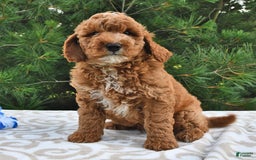 Mini Goldendoodle dogs for sale: Dakota - Image 15