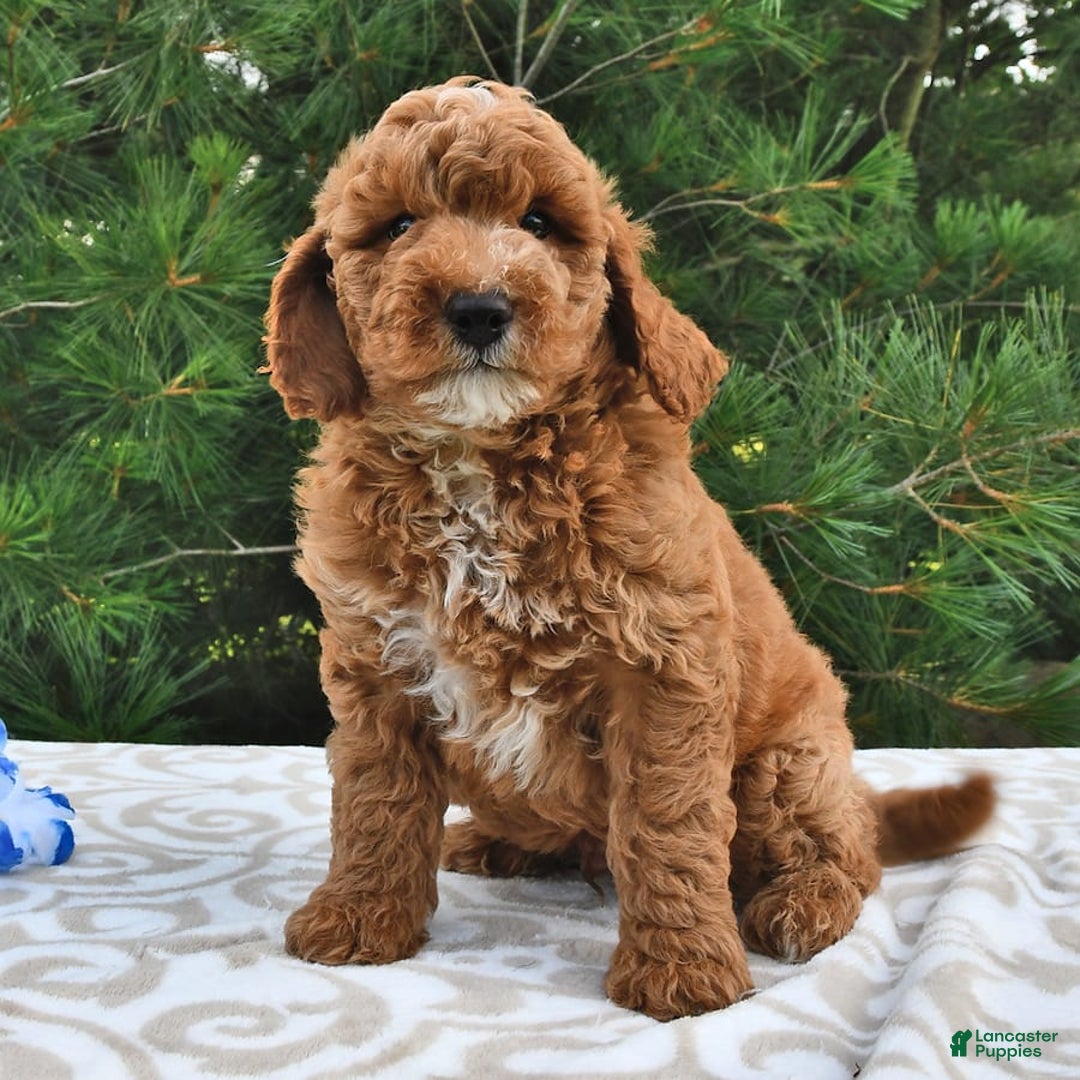 Mini Goldendoodle dogs for sale: Dakota - Image 15