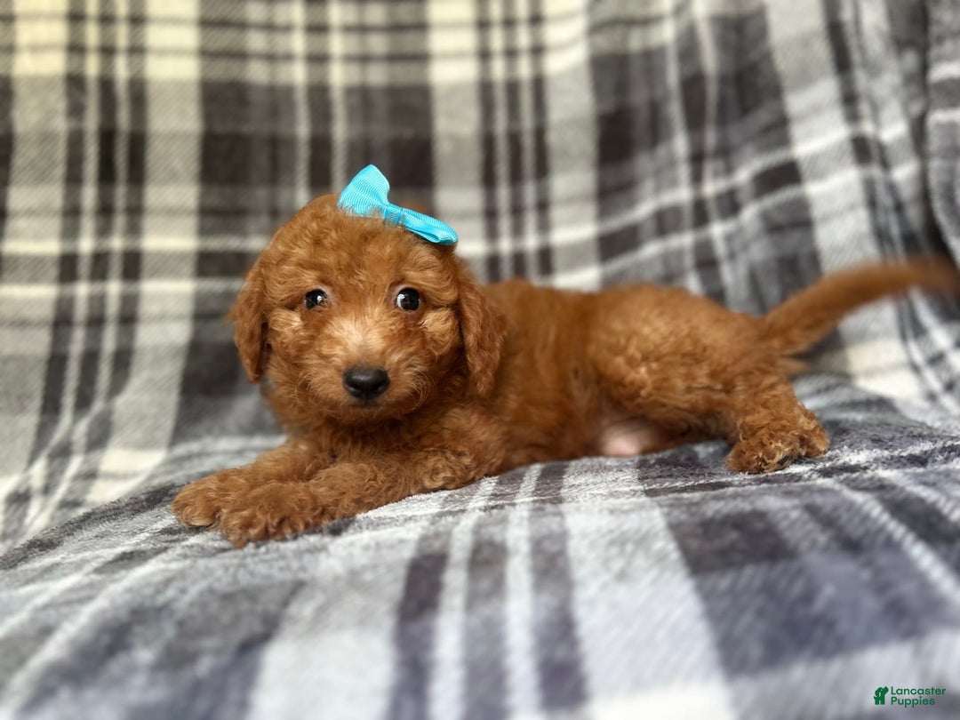 Mini Goldendoodle dogs for sale: Nelly - Image 5