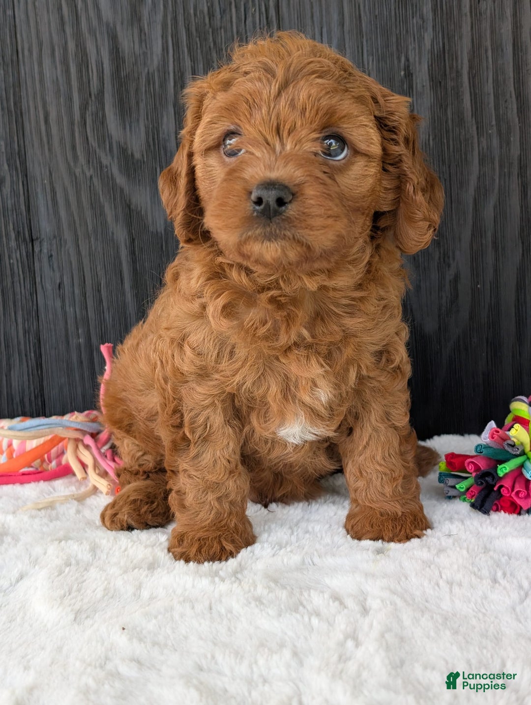 Cavapoo dogs for sale: Loki - Image 5