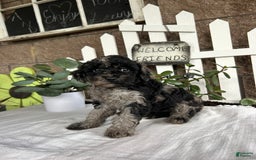 Miniature Poodle dogs for sale: Chloe - Image 6