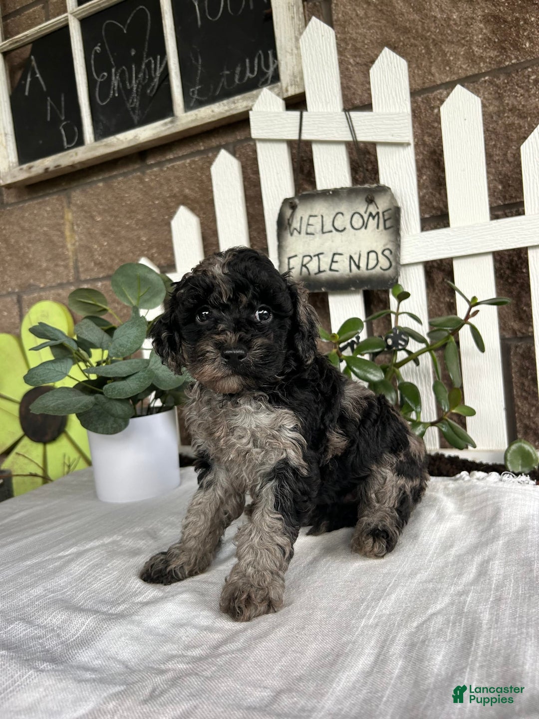 Miniature Poodle dogs for sale: Chloe - Image 6