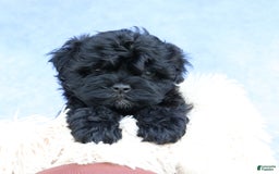 Shihpoo dogs for sale: Kia - Image 19