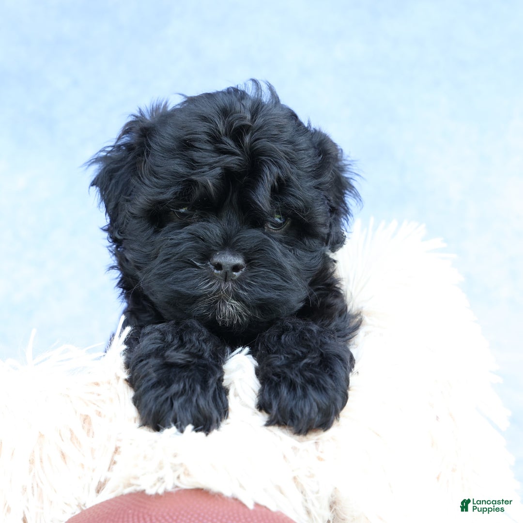 Shihpoo dogs for sale: Kia - Image 19
