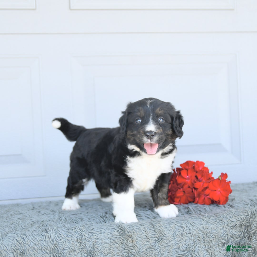 Miniature Bernese Mountain Dog dogs for sale: Mason - Image 10