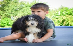 Mini Bernedoodle dogs for sale: Marcy - Image 6