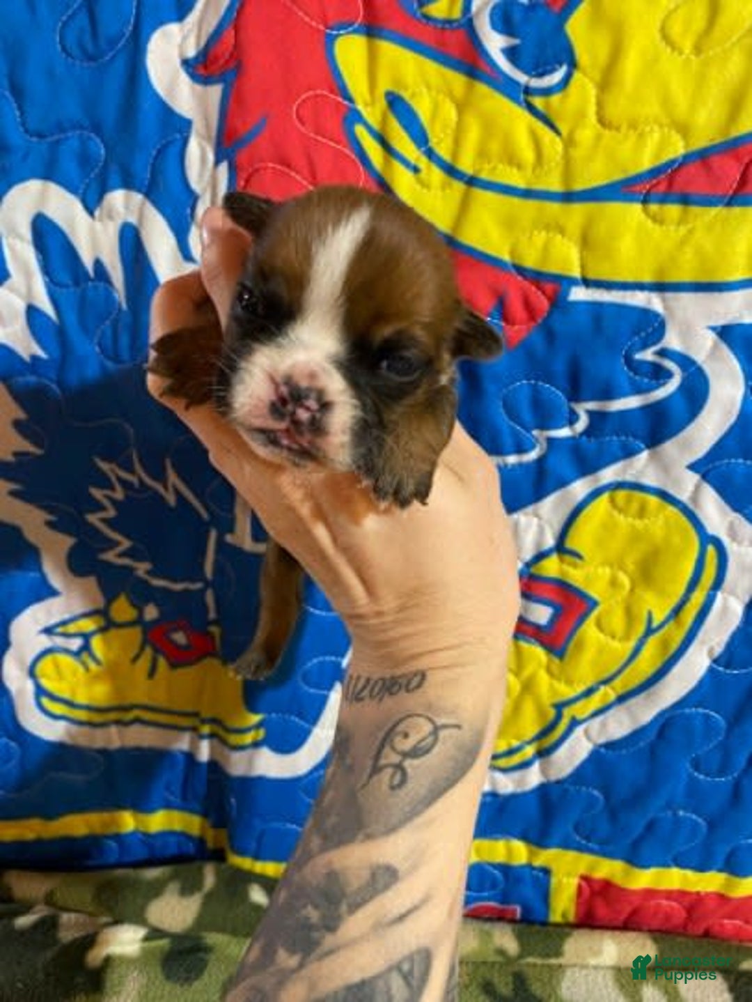 American Bulldog dogs for sale: Tiny Tim - Image 4