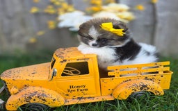 Pomeranian dogs for sale: Nirvana - Image 6