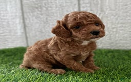 Miniature Poodle dogs for sale: Sylvie - Image 2