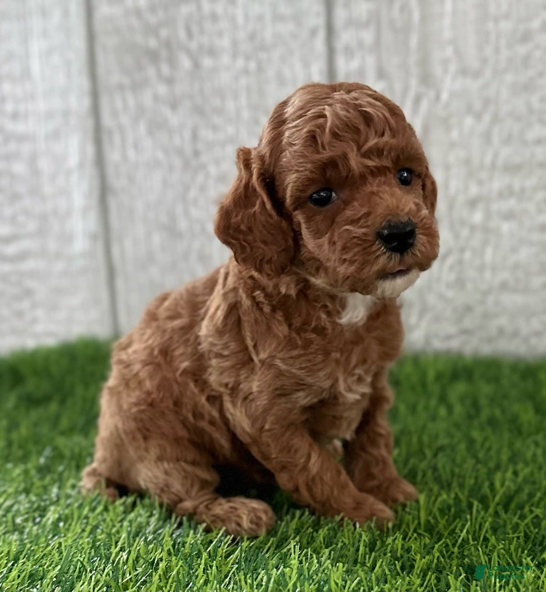 Miniature Poodle dogs for sale: Sylvie - Image 2