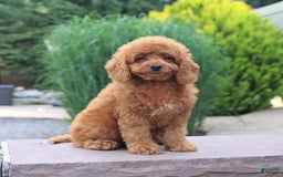 Miniature Poodle dogs for sale: Happy - Image 1