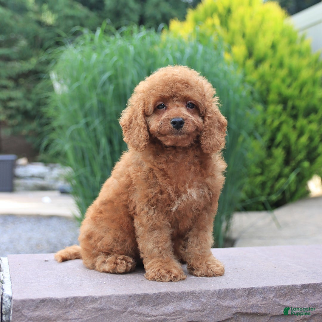 Miniature Poodle dogs for sale: Happy - Image 1