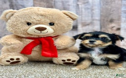 Morkie dogs for sale: Nibbles - Image 2