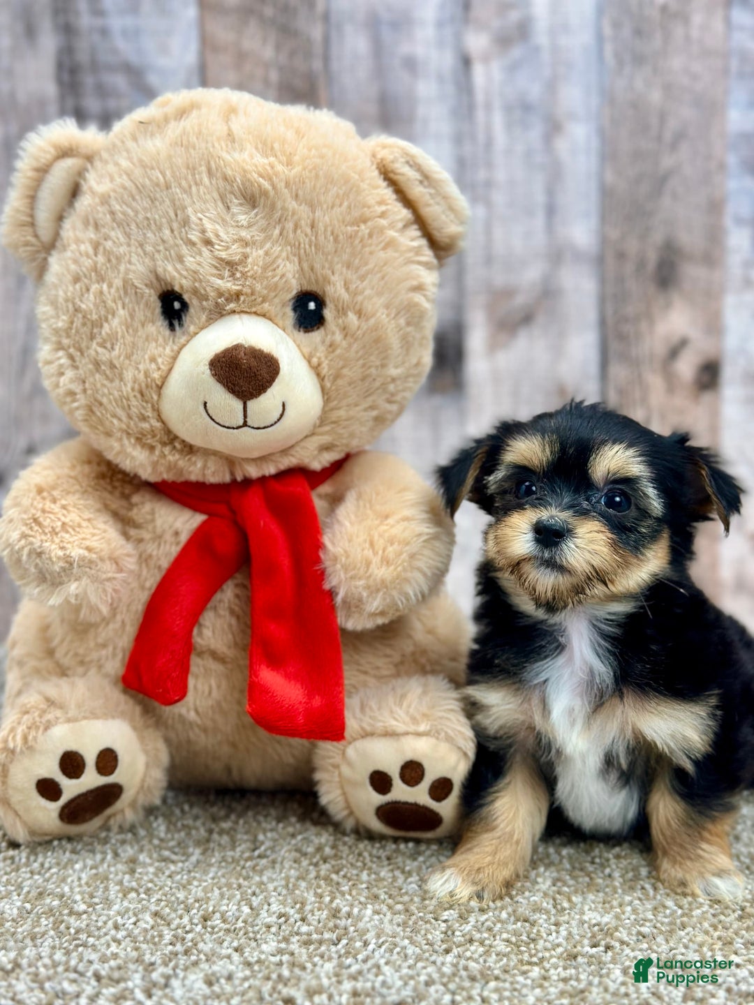 Morkie dogs for sale: Nibbles - Image 2