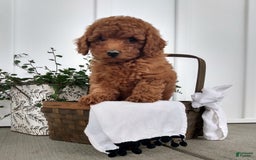 Miniature Poodle dogs for sale: Travis - Image 4