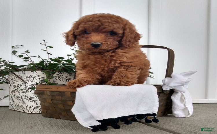 Miniature Poodle dogs for sale - Ad 3