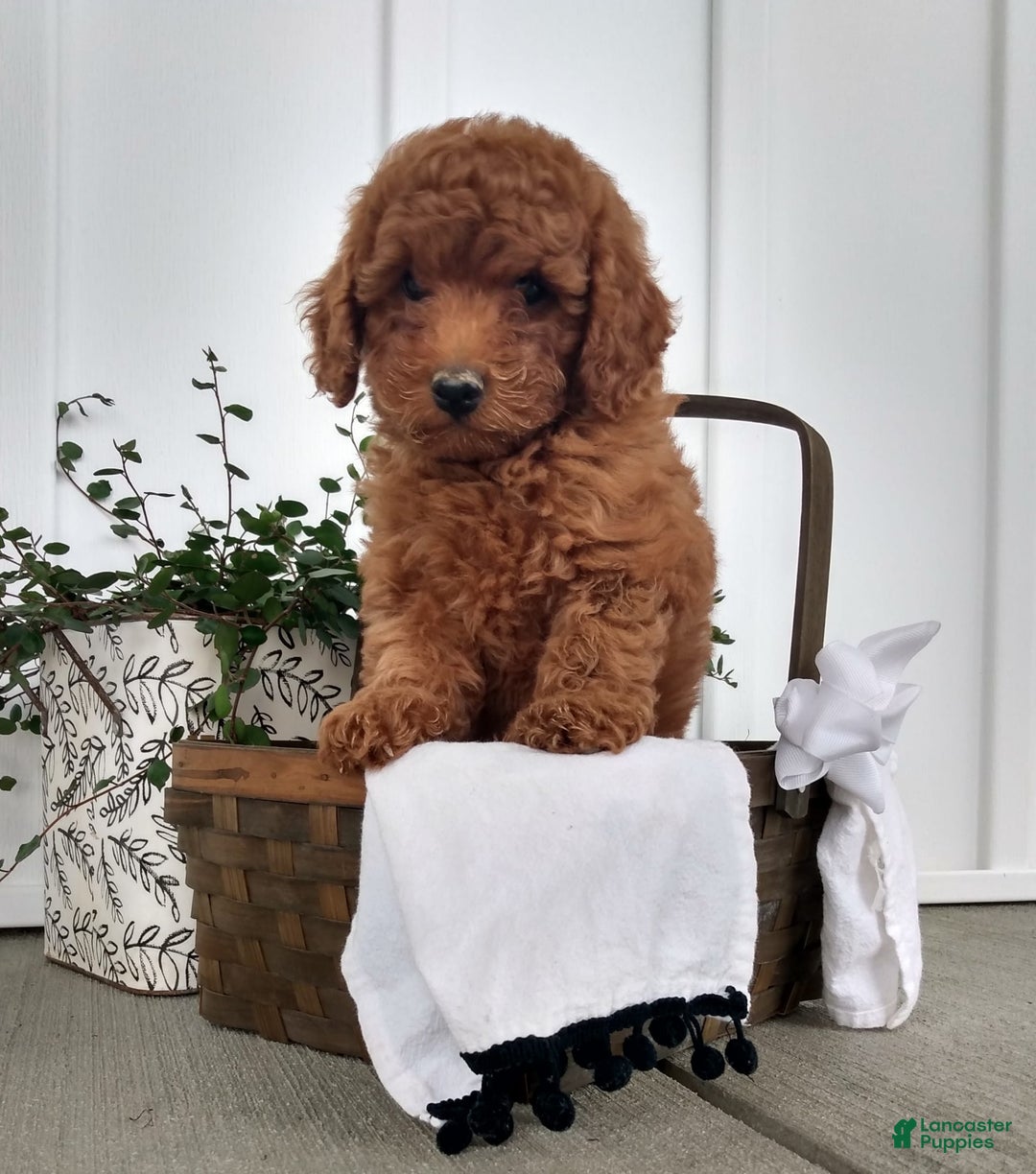 Miniature Poodle dogs for sale: Travis - Image 4