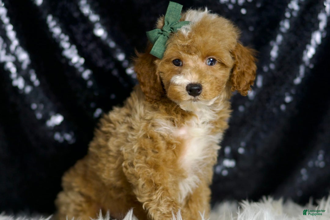 Miniature Poodle dogs for sale: Toffee - Image 2