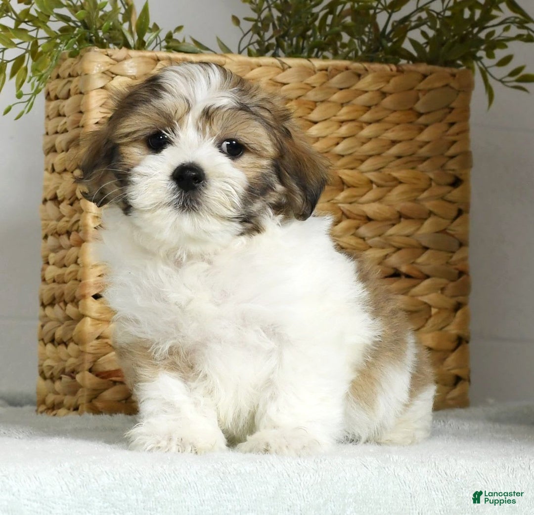 Teddy Bear dogs for sale: Wells - Image 3
