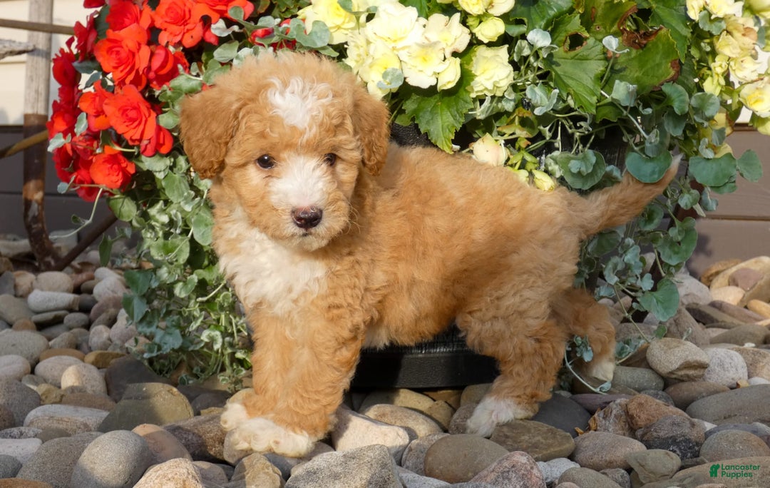 Bichpoo dogs for sale: Gina - Image 4