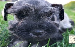 Miniature Schnauzer dogs for sale: Walter - Image 2
