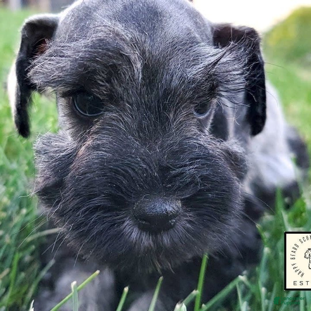 Miniature Schnauzer dogs for sale: Walter - Image 2