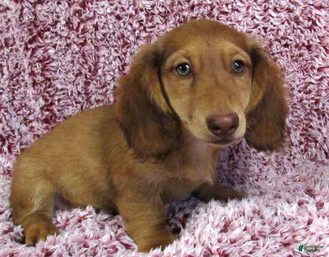 Miniature Dachshund dogs for sale: Odie -akc - Image 2