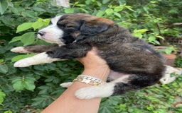 Bernedoodle dogs for sale: 🌸strawberry Shortcake - Image 7