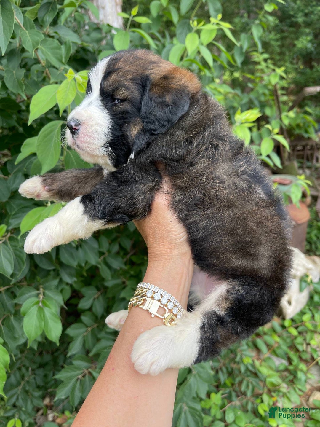 Bernedoodle dogs for sale: 🌸strawberry Shortcake - Image 7